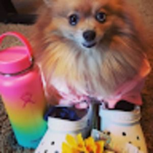 Meet your Posher, Doggie